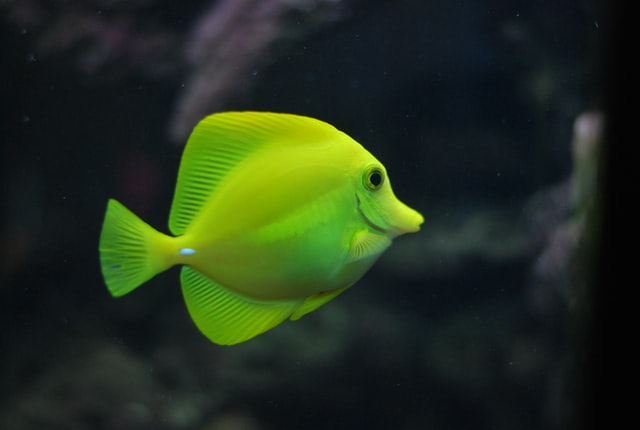 Are Fishnets Safe For Fish?